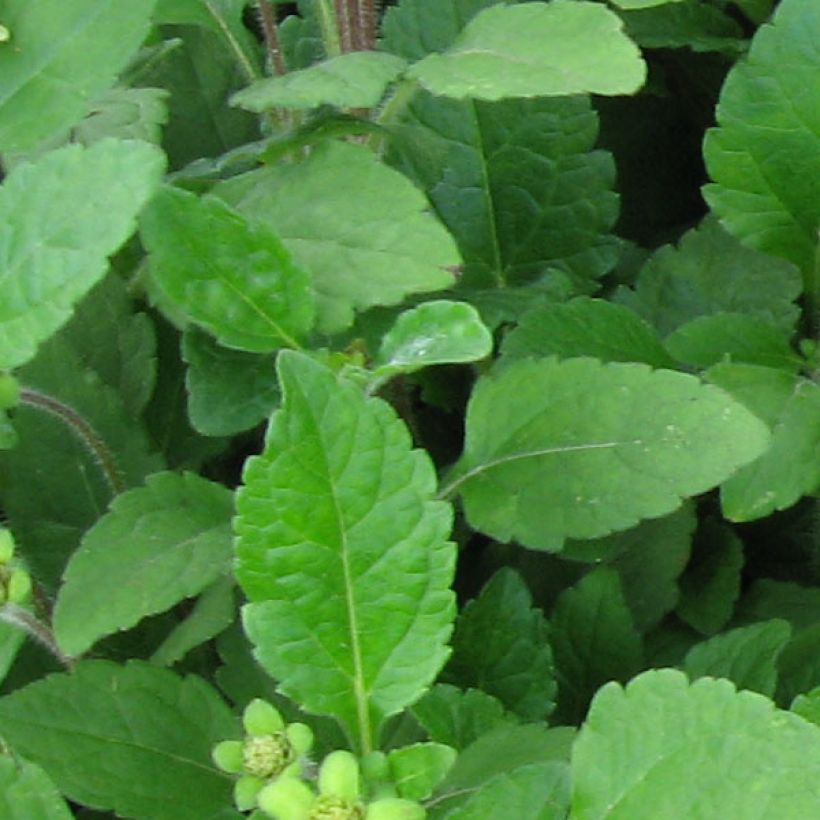 Kultatähti - Chrysogonum virginianum (Lehvistö)