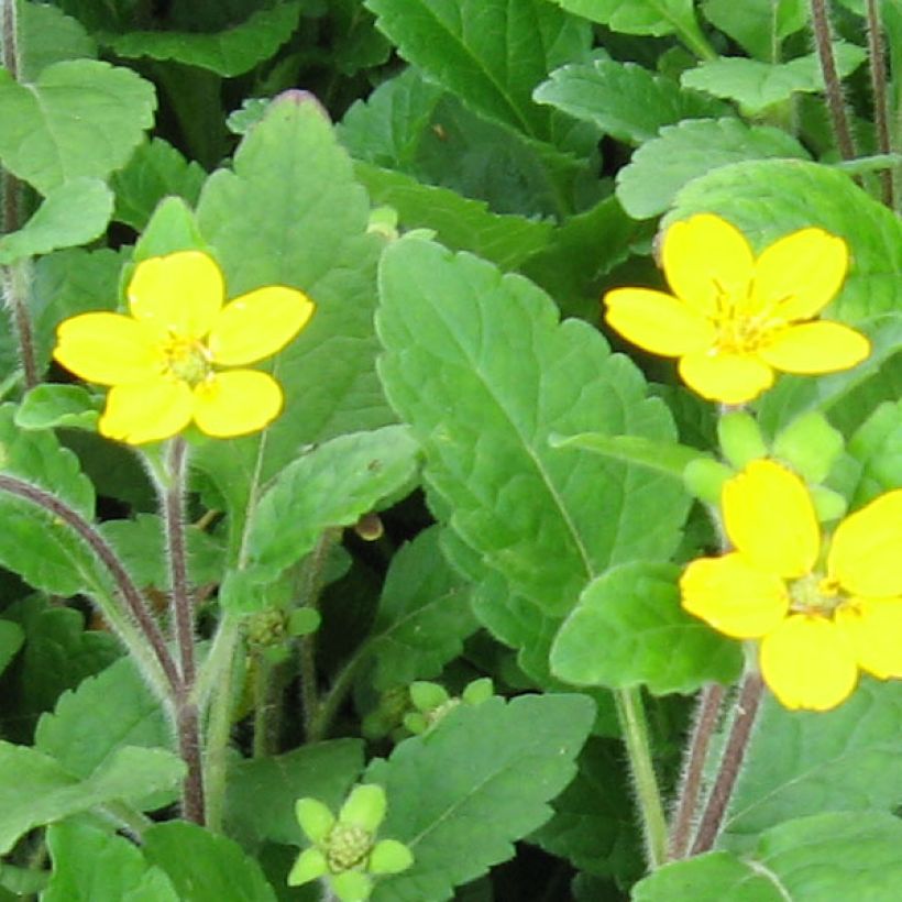 Kultatähti - Chrysogonum virginianum (Kukinta)