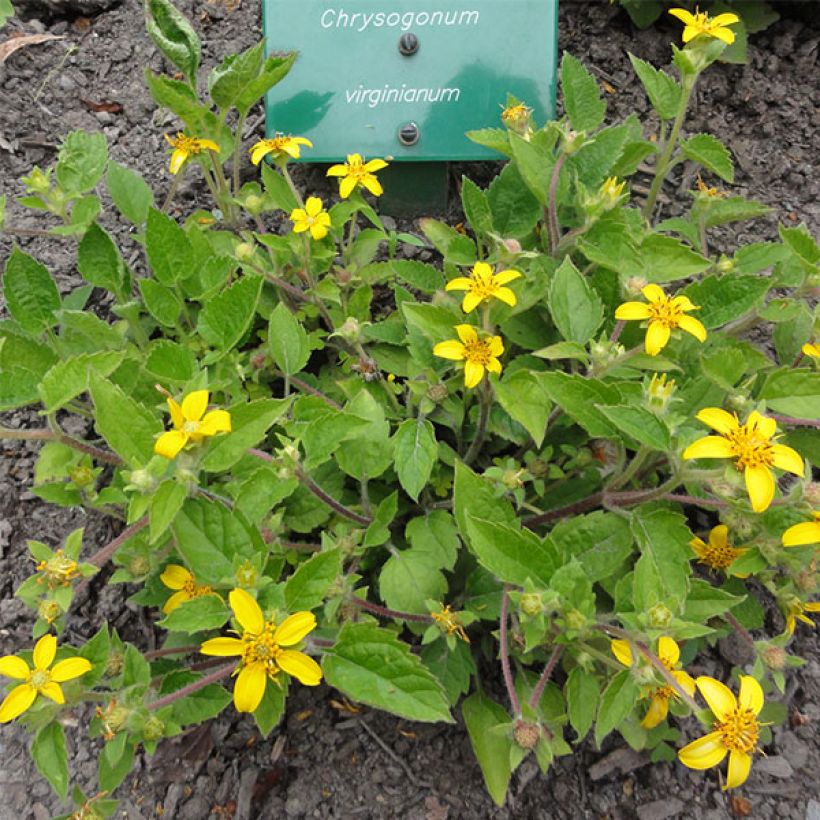 Kultatähti - Chrysogonum virginianum (Kasvutapa)
