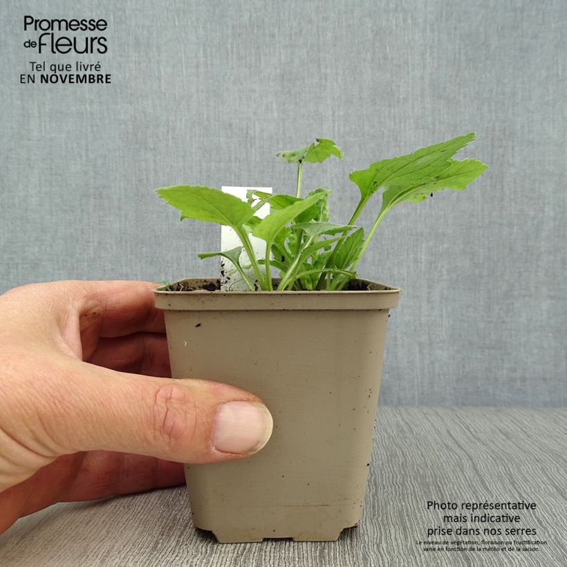 Esimerkki syksyllä toimitetusta Kultatähti - Chrysogonum virginianum 8/9 cm taimiruukku-taimesta
