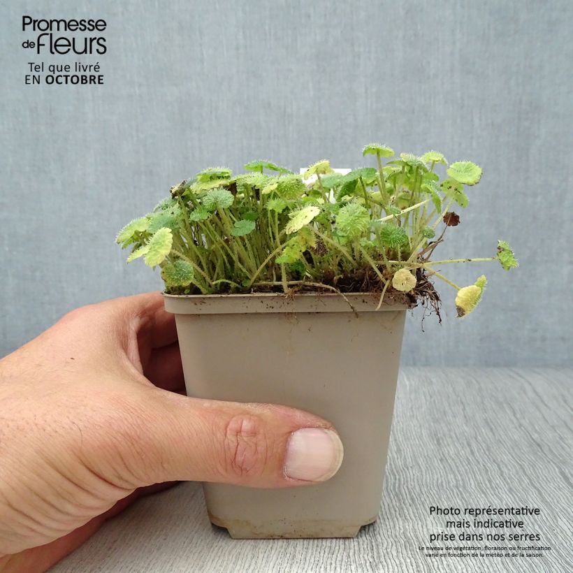 Esimerkki syksyllä toimitetusta Kevätlinnunsilmä - Chrysosplenium alternifolium 7/8 cm taimiruukku-taimesta