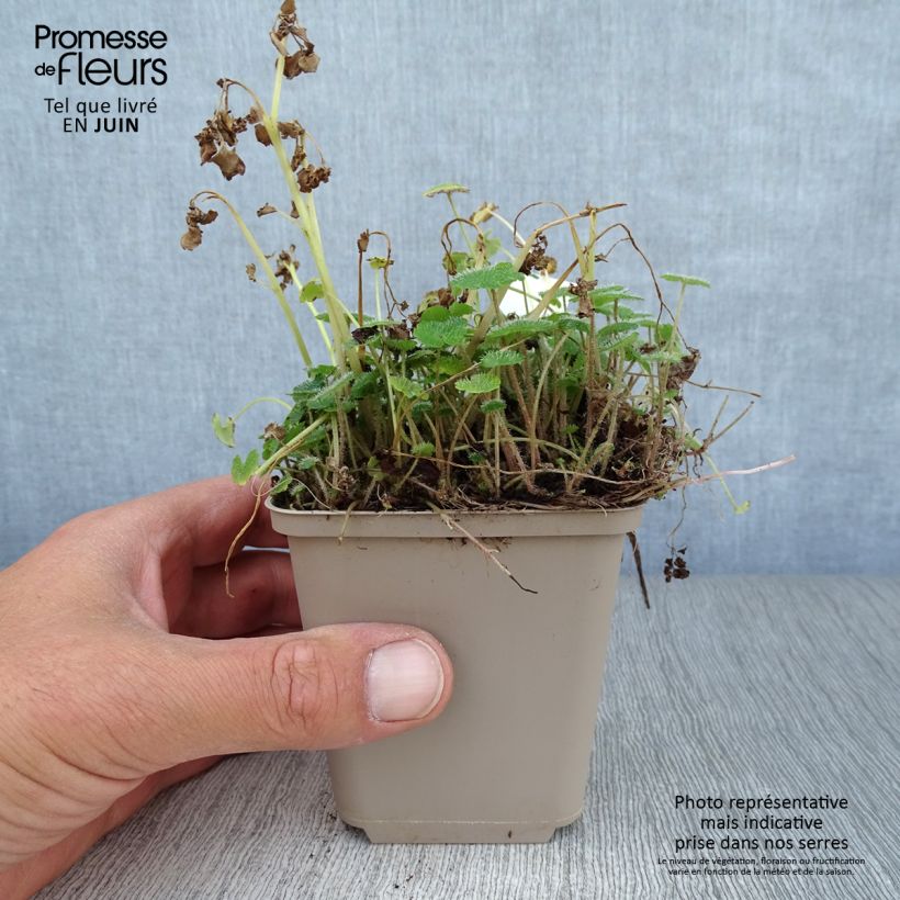 Esimerkki kesällä toimitetusta Kevätlinnunsilmä - Chrysosplenium alternifolium Taimiruukku 7/8 cm-taimesta