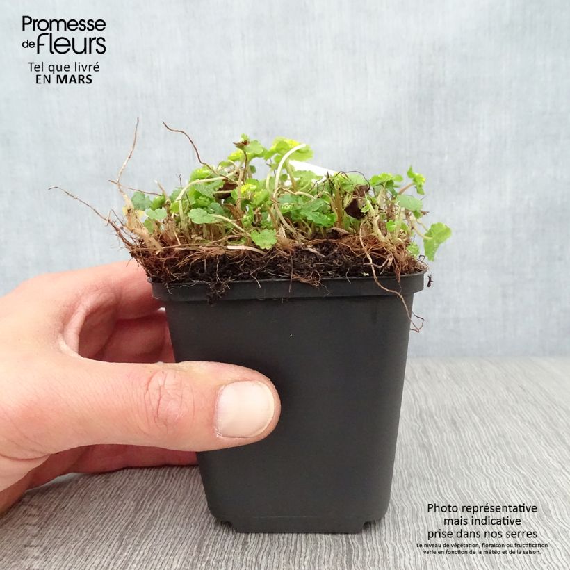 Esimerkki keväällä toimitetusta Linnunsilmä - Chrysosplenium davidianum Taimiruukku 8/9 cm-taimesta