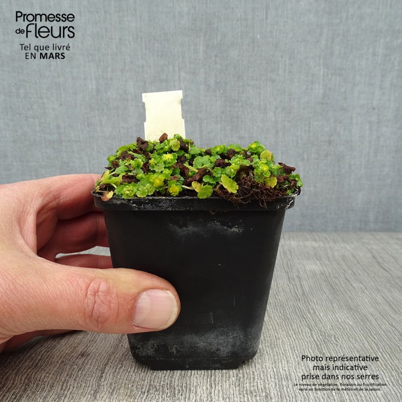 Esimerkki talvella toimitetusta Linnunsilmä - Chrysosplenium davidianum 8/9 cm taimiruukku-taimesta