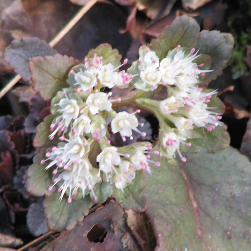 Harjalinnunsilmä - Chrysosplenium macrophyllum (Kukinta)