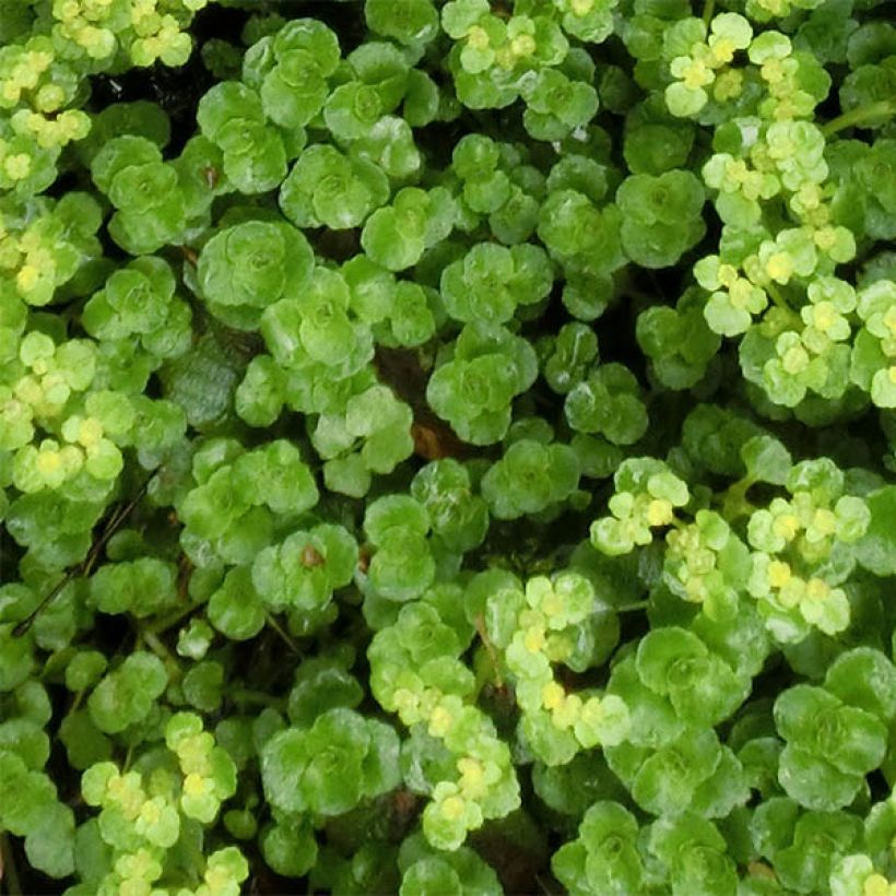 Lännenlinnunsilmä - Chrysosplenium oppositifolium (Lehvistö)