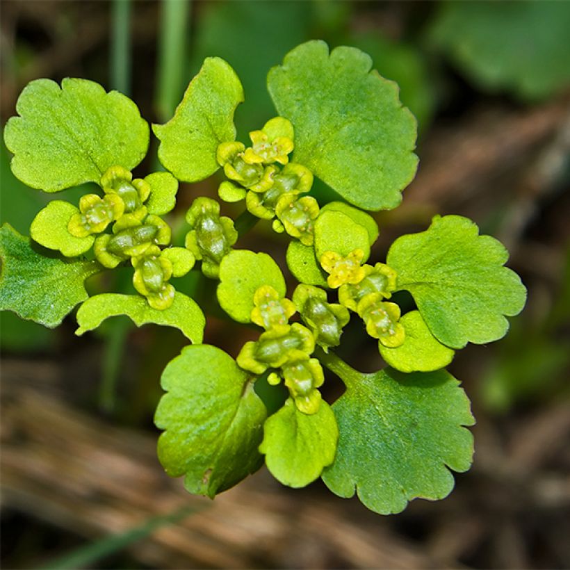 Lännenlinnunsilmä - Chrysosplenium oppositifolium (Kukinta)