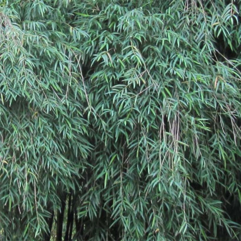 Chusquea culeou (Lehvistö)