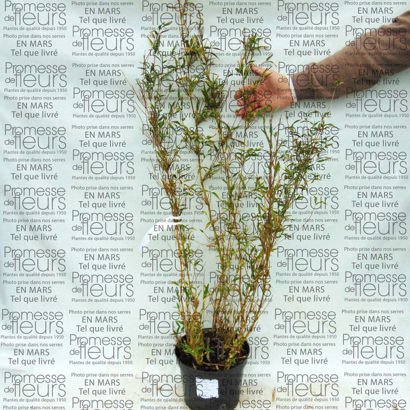 Esimerkki toimitetusta Chusquea culeou Pot de 4L/5L-taimesta