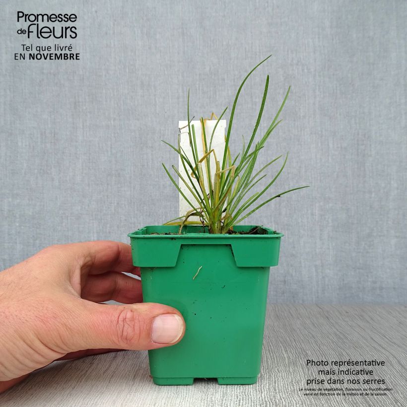 Esimerkki syksyllä toimitetusta Kiinansipuli taimena - Allium tuberosum 8/9 cm taimiruukku-taimesta