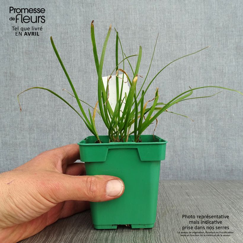 Esimerkki keväällä toimitetusta Kiinansipuli taimena - Allium tuberosum 8/9 cm taimiruukku-taimesta