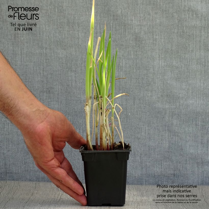 Esimerkki kesällä toimitetusta Pillisipuli luomu - Allium fistulosum 7/8 cm taimiruukku-taimesta