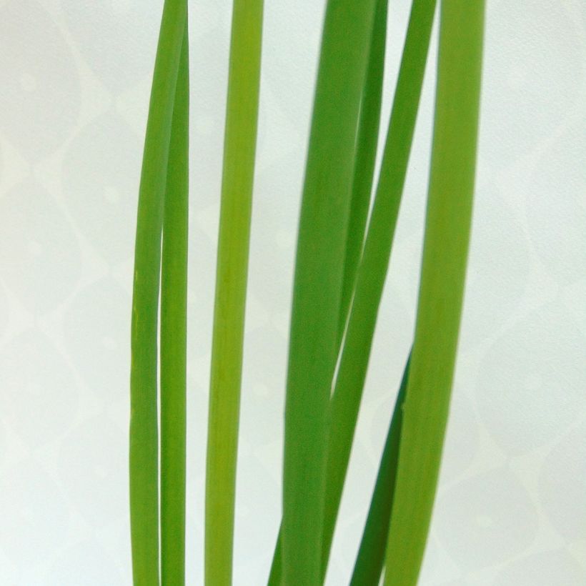 Pillisipuli luomu - Allium fistulosum (Lehvistö)