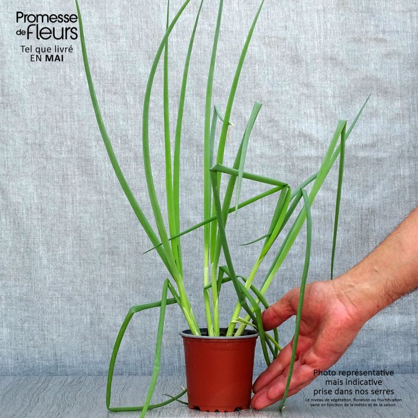 Esimerkki keväällä toimitetusta Pillisipuli punainen taimena 10 cm/11 cm ruukku-taimesta
