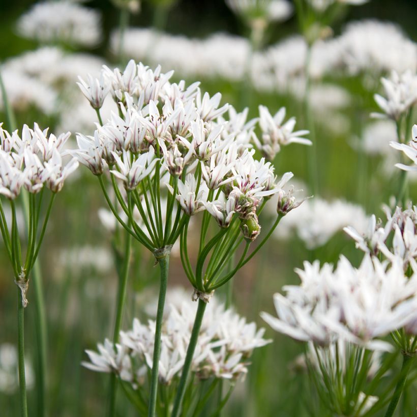 Laukka - Allium ramosum (Kukinta)
