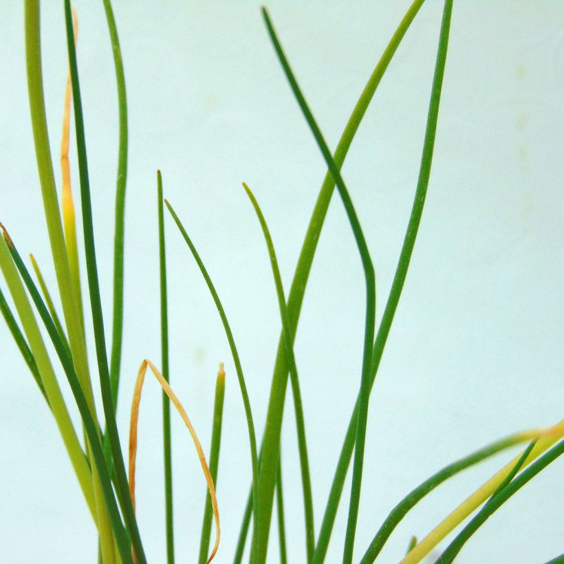 Ruoholaukka - Allium schoenoprasum (Lehvistö)