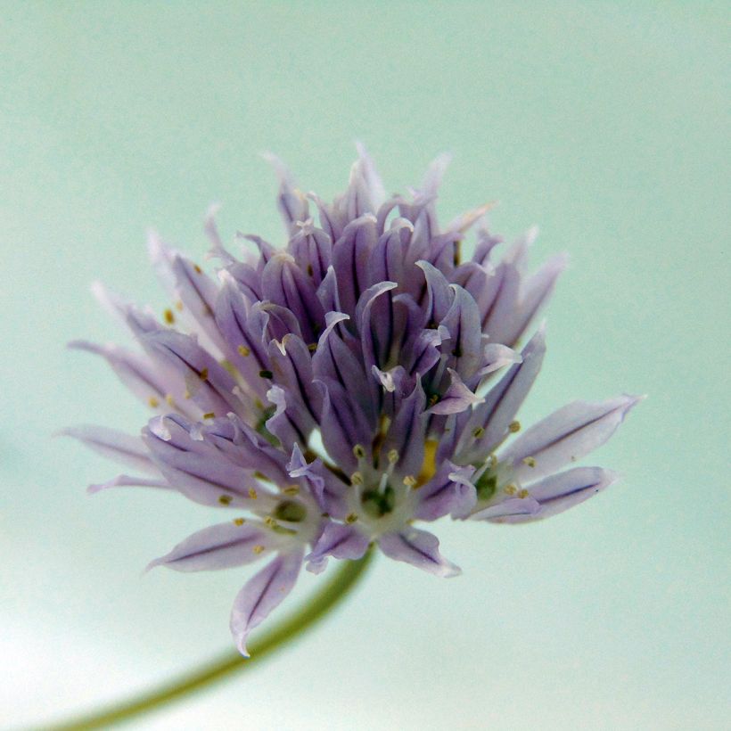 Ruoholaukka - Allium schoenoprasum (Kukinta)