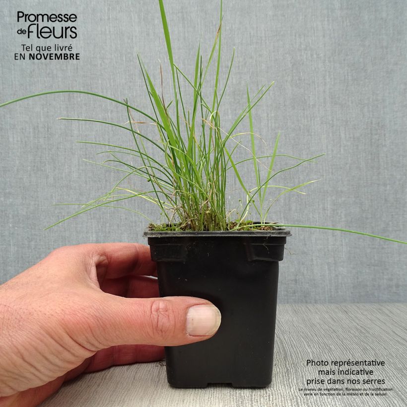 Esimerkki syksyllä toimitetusta Ruoholaukka - Allium schoenoprasum 8/9 cm taimiruukku-taimesta