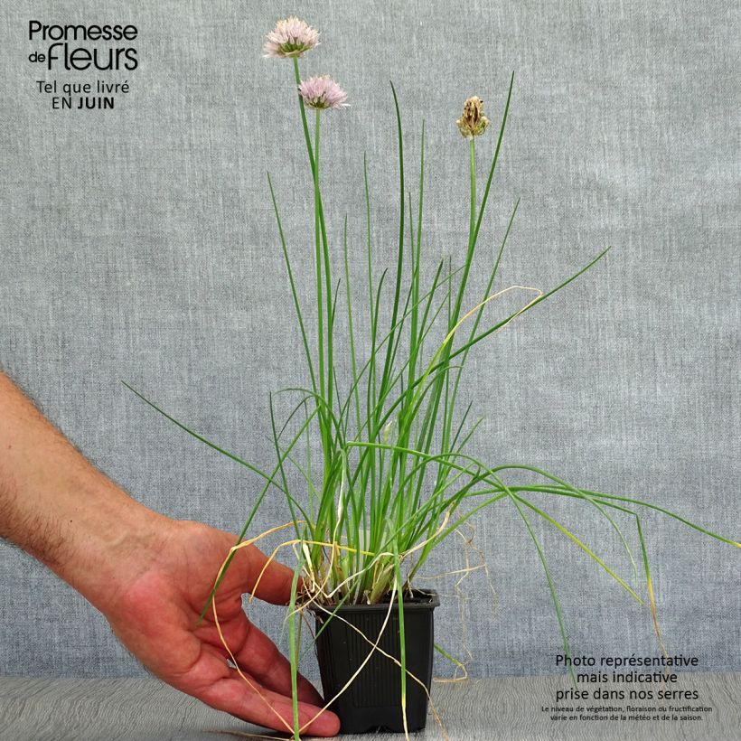 Esimerkki kesällä toimitetusta Ruoholaukka - Allium schoenoprasum 8/9 cm taimiruukku-taimesta