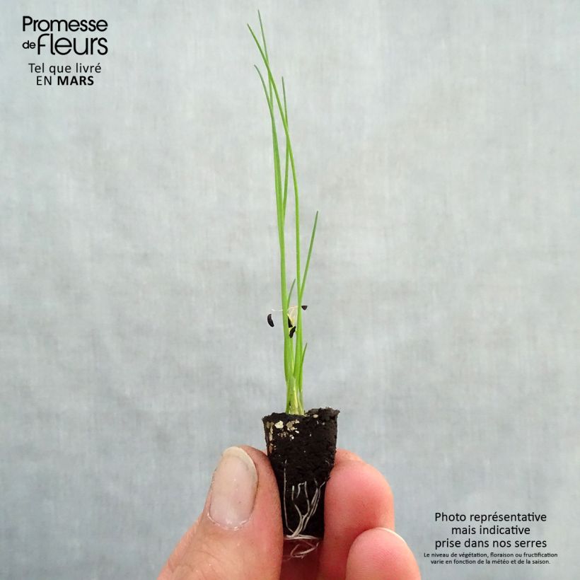 Esimerkki keväällä toimitetusta Ruoholaukka Polyvert luomu taimena Minipaakku Ø 1,5/2,5 cm-taimesta