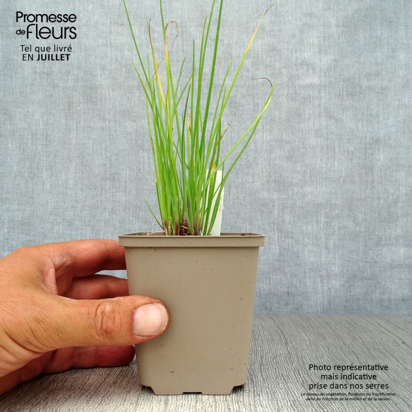 Esimerkki kesällä toimitetusta Ruoholaukka Rising Star Taimiruukku 8/9 cm-taimesta