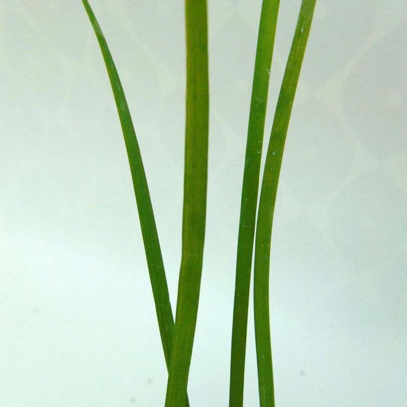 Kiinansipuli - Allium tuberosum (Lehvistö)