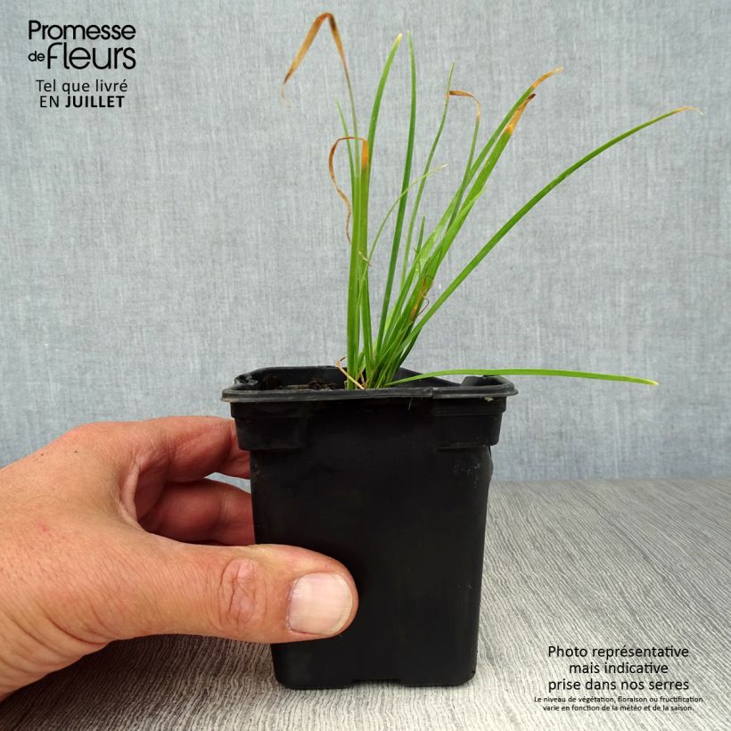 Esimerkki kesällä toimitetusta Ciboulette de Chine - Allium tuberosum Godet de 7/8 cm-taimesta