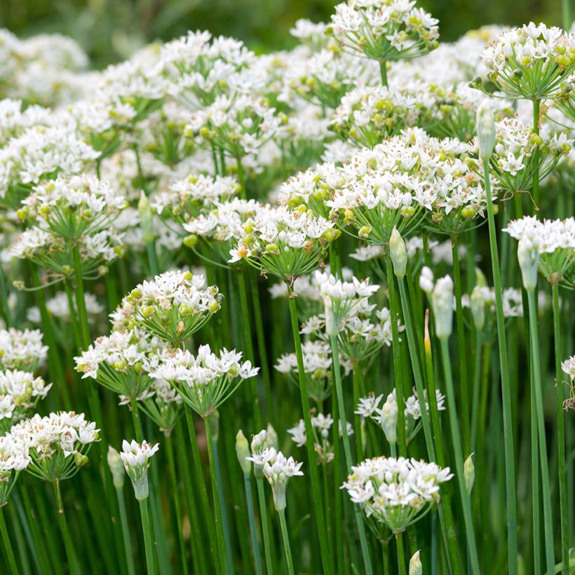 Kiinansipuli luomu - Allium tuberosum (Kukinta)