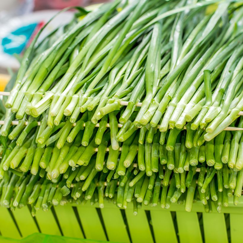 Kiinansipuli luomu - Allium tuberosum (Sadonkorjuu)