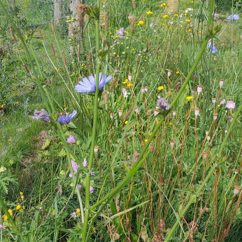 Sikuri - Cichorium intybus (Kasvutapa)