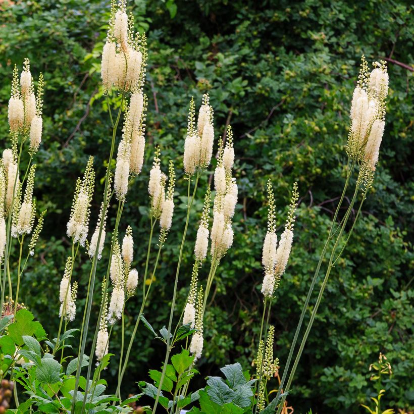Konnanmarja - Actaea arizonica (Kasvutapa)