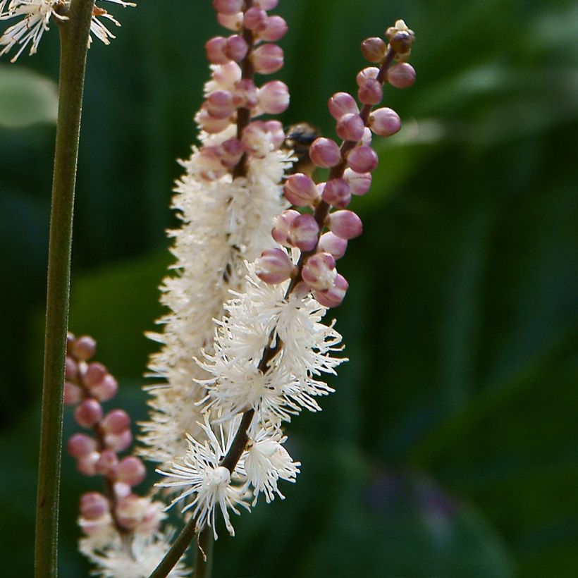 Japaninkimikki - Actaea japonica (Flowering)