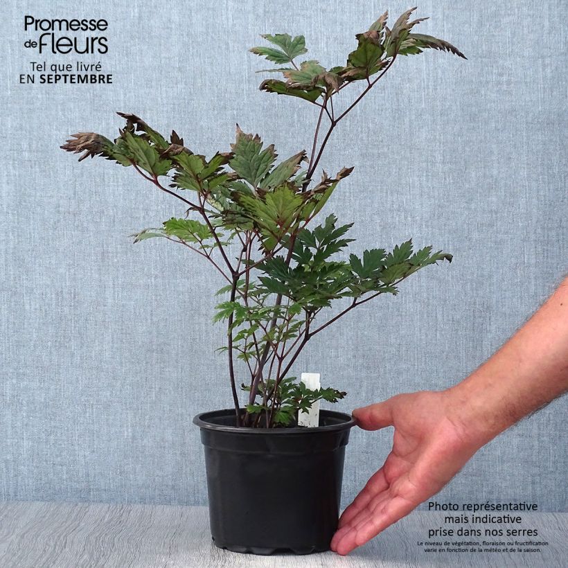 Esimerkki syksyllä toimitetusta Syyskimikki Atropurpurea 2 litran/3 litran ruukku-taimesta
