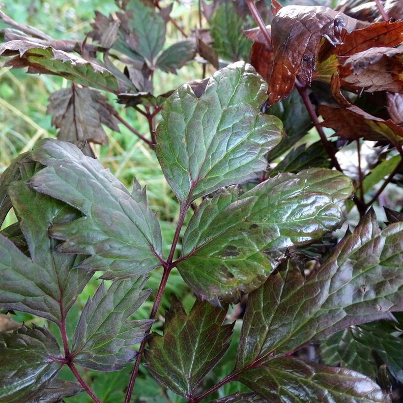 Syyskimikki Atropurpurea (Lehvistö)
