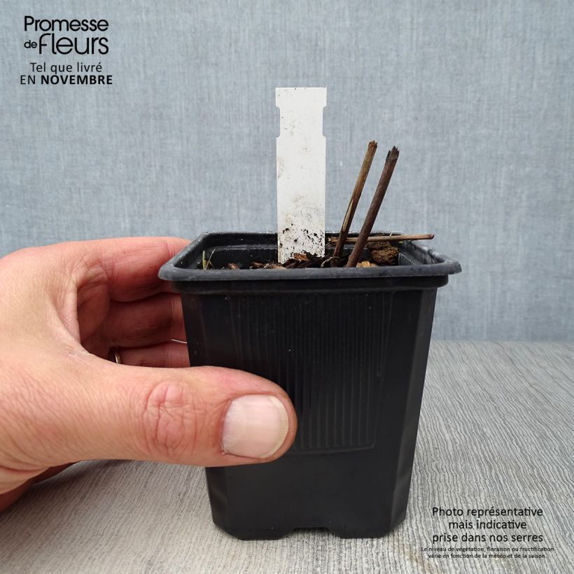Esimerkki syksyllä toimitetusta Konnanmarja White Pearl 8/9 cm taimiruukku-taimesta