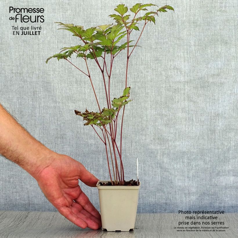 Esimerkki kesällä toimitetusta Syyskimikki Atropurpurea Godet de 8/9 cm-taimesta