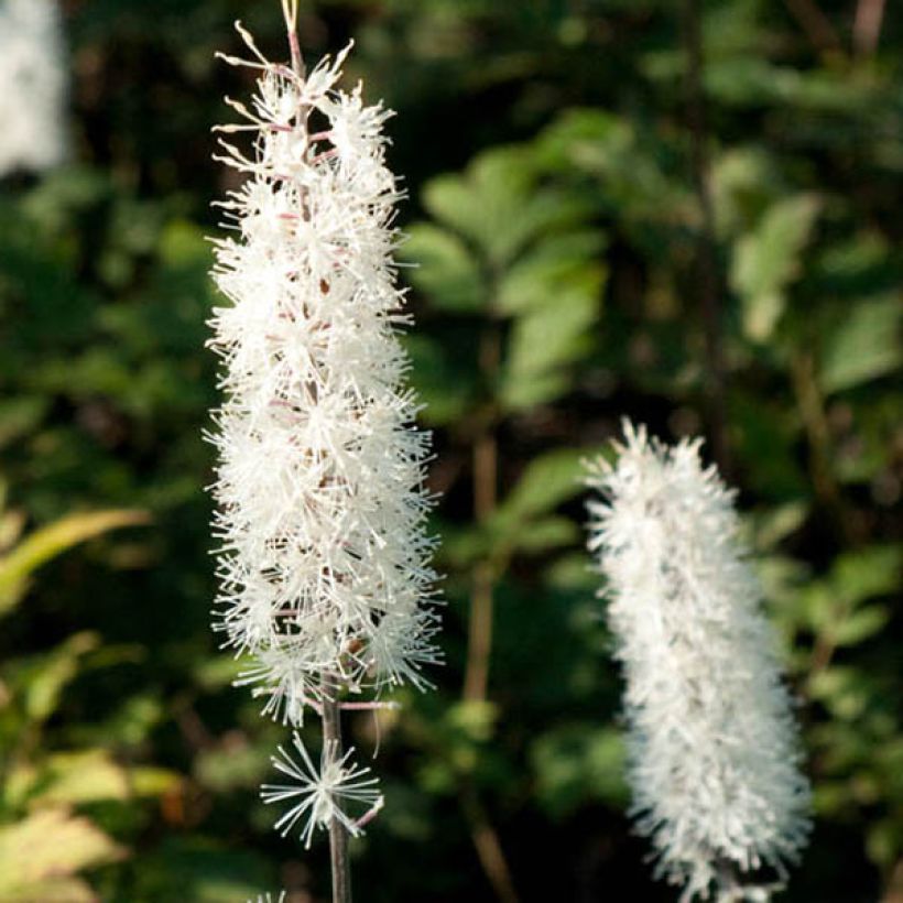Syyskimikki Atropurpurea (Kukinta)