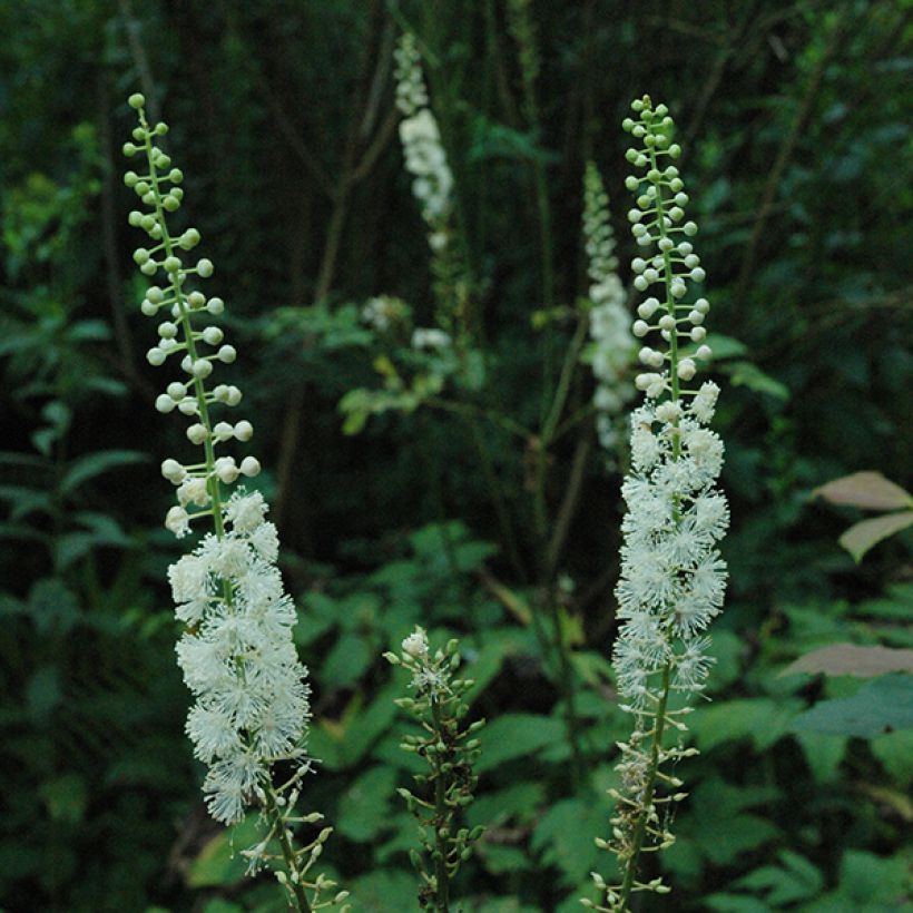 Tähkäkimikki - Actaea racemosa (Kukinta)