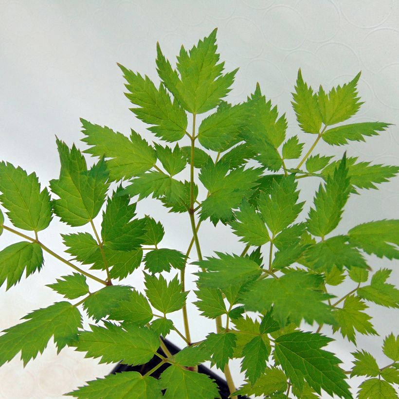 Tähkäkimikki - Actaea racemosa (Lehvistö)