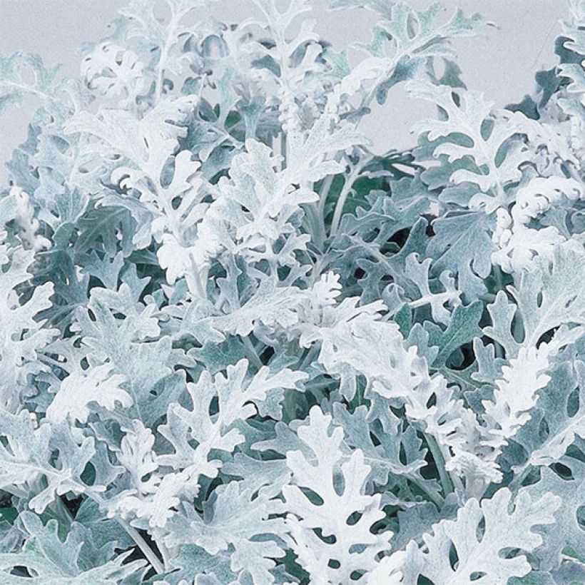 Hopeavillakko Silver Dust (Lehvistö)