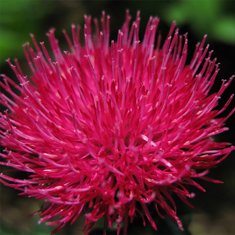 Japaninohdake Rose Beauty (Kukinta)