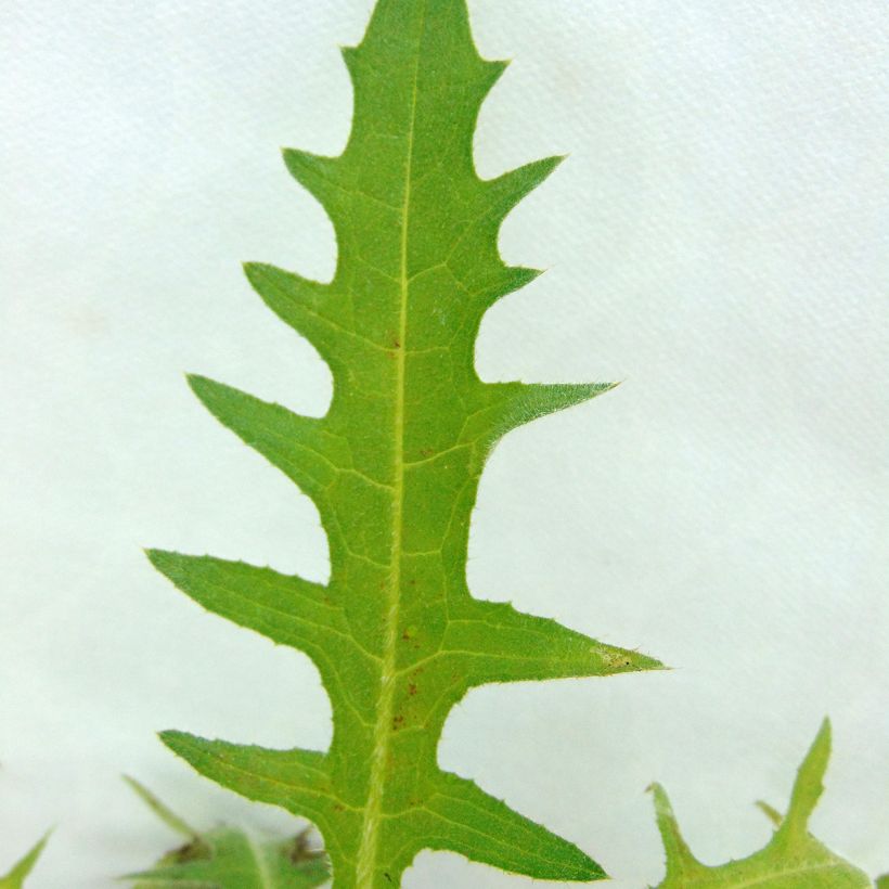Puro-ohdake Atropurpureum (Lehvistö)
