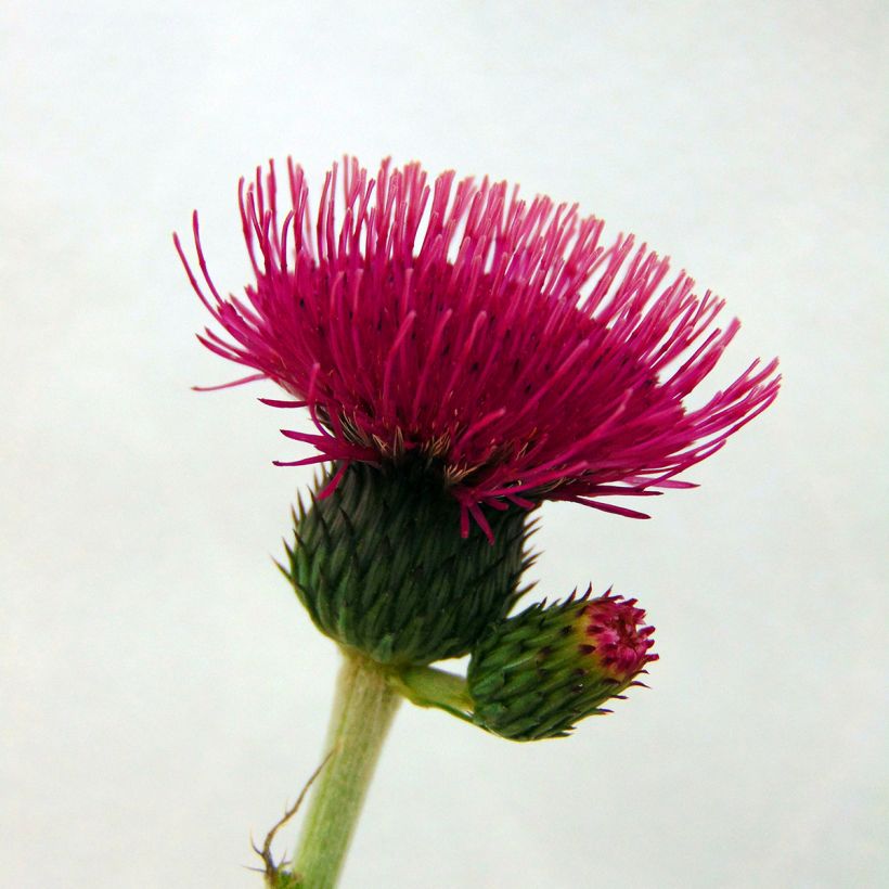 Puro-ohdake Atropurpureum (Kukinta)