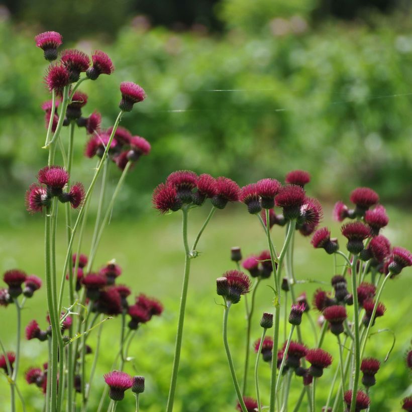 Puro-ohdake Atropurpureum (Kasvutapa)