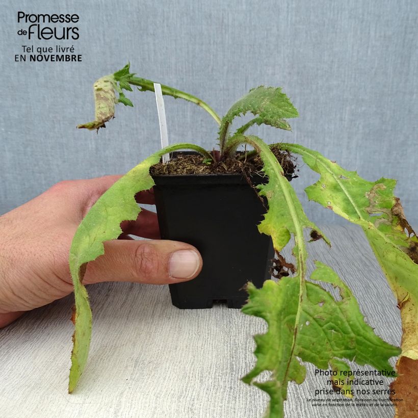 Esimerkki syksyllä toimitetusta Puro-ohdake Atropurpureum 8/9 cm taimiruukku-taimesta