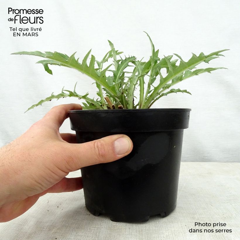 Esimerkki keväällä toimitetusta Puro-ohdake Atropurpureum Ruukku 2L / 3L-taimesta