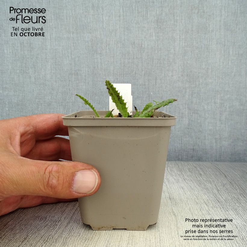 Esimerkki syksyllä toimitetusta Puro-ohdake Frosted Magic 8/9 cm taimiruukku-taimesta