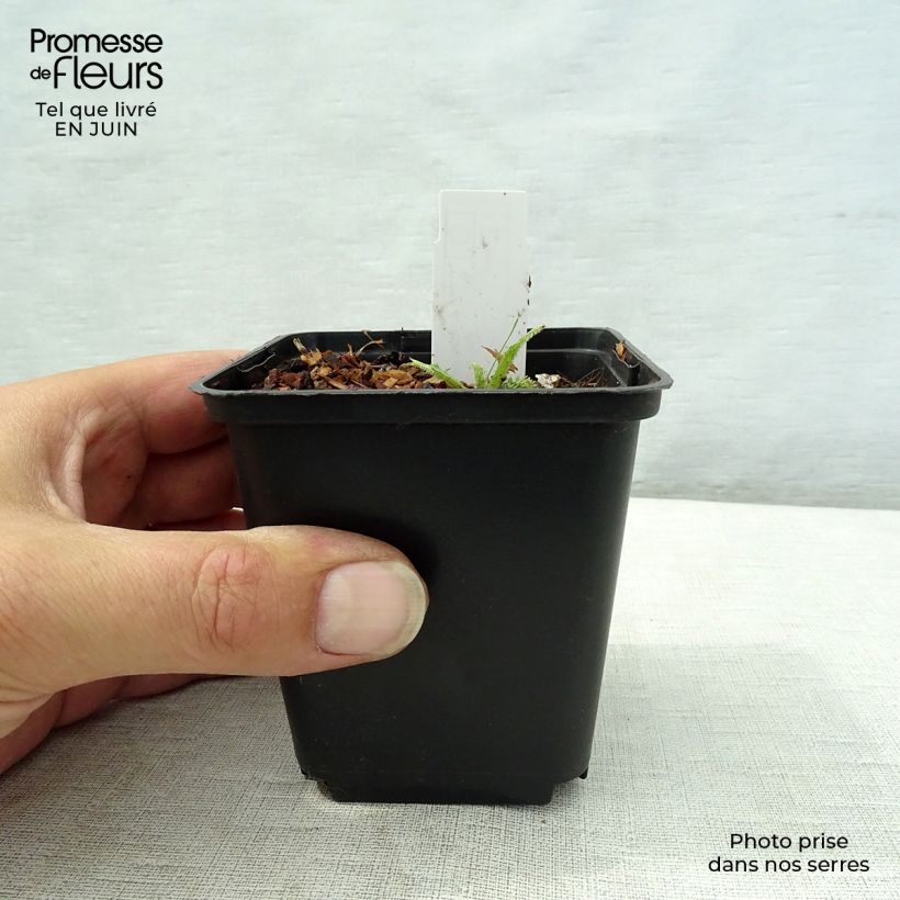 Esimerkki kesällä toimitetusta Puro-ohdake Frosted Magic Godet de 8/9 cm-taimesta