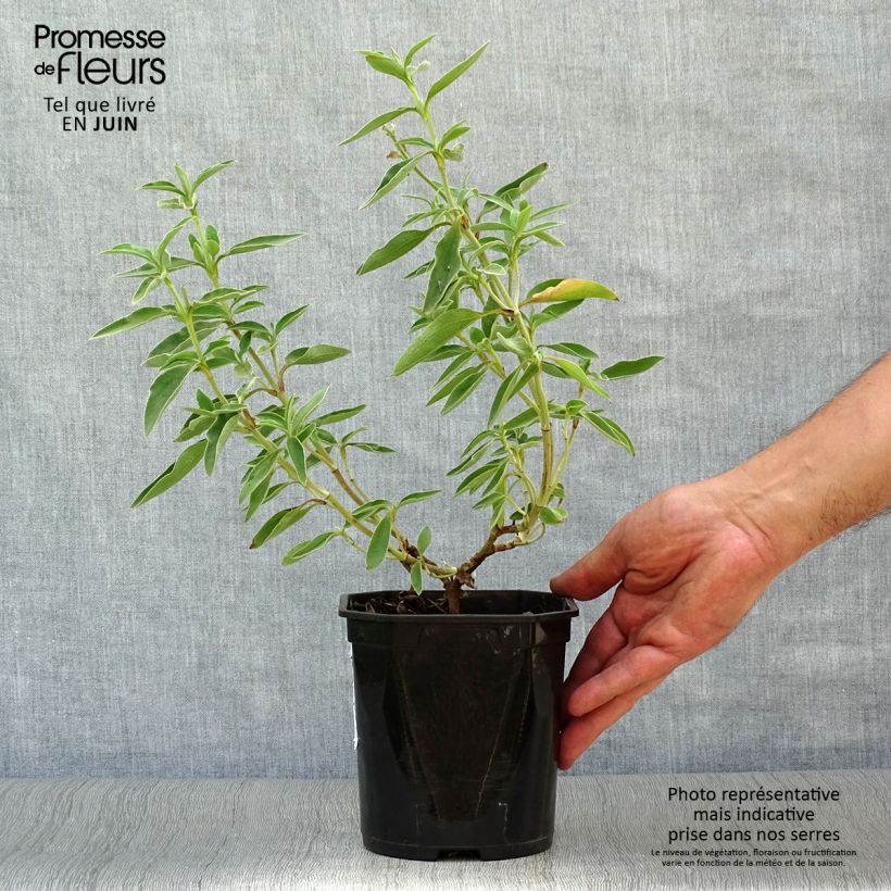 Esimerkki kesällä toimitetusta Kistus Silver Pink Pot de 2L/3L-taimesta