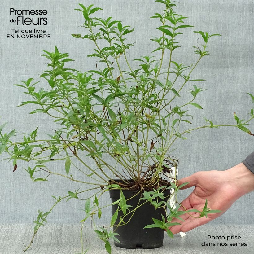 Esimerkki syksyllä toimitetusta Kistus Decumbens 2 litran/3 litran ruukku-taimesta